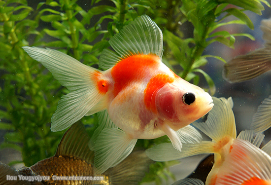 第6回 桜金魚｜金魚のイロハ｜｜﻿熱帯魚のことなら『みずものコム』