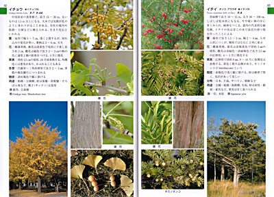 株式会社 亜璃西社（ありすしゃ）｜増補新版 北海道樹木図鑑