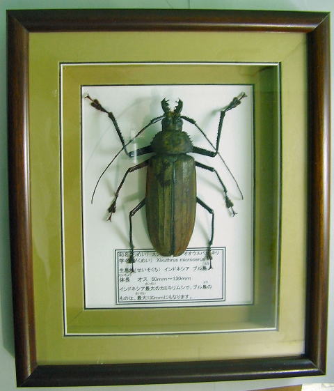 額入り昆虫標本 カミキリムシ
