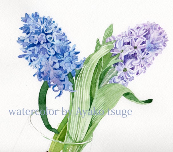 ヒヤシンスを描く | 柘植彩子の透明水彩画