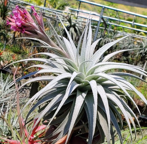 Tillandsia gardneri rupicola. (size large) – Tillandsia In Hawaii