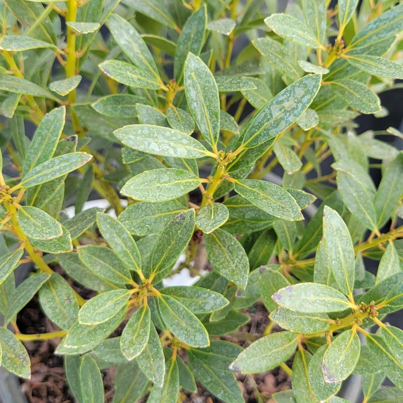 Ilex glabra 'Shamrock' (Inkberry) – Unity Church Hill Nursery, LLC