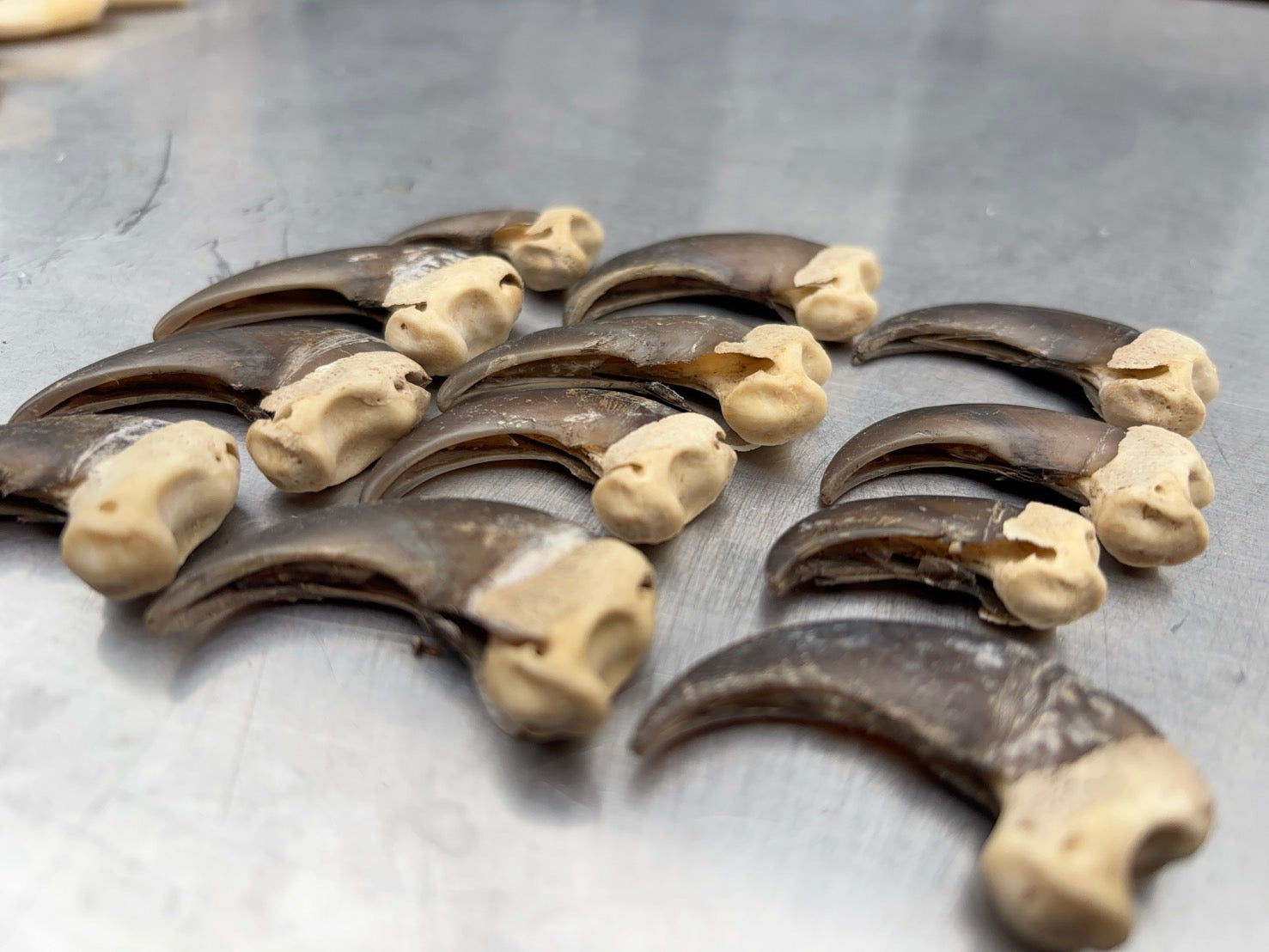 ツキノワグマの爪 1本 – VARIED ONLINE SHOP