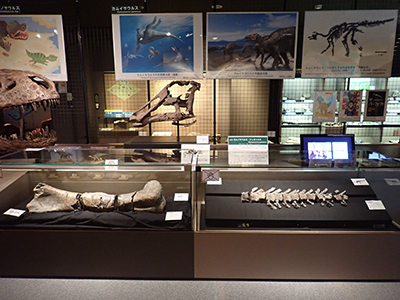 中生代白亜紀の展示/むかわ町 - 北海道むかわ町公式ウェブサイト