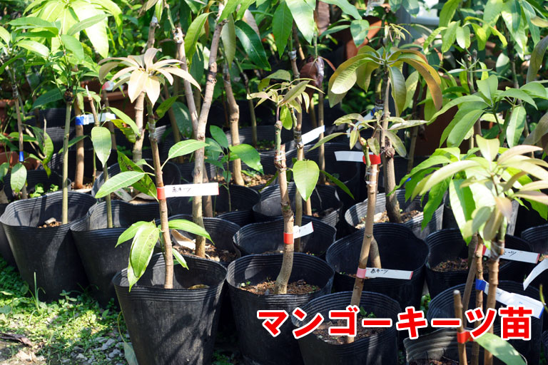 キーツマンゴー 接木苗）5，800円