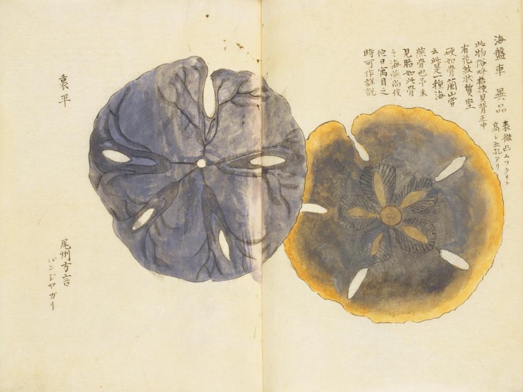 栗氏千蟲譜」巻九 栗本丹州