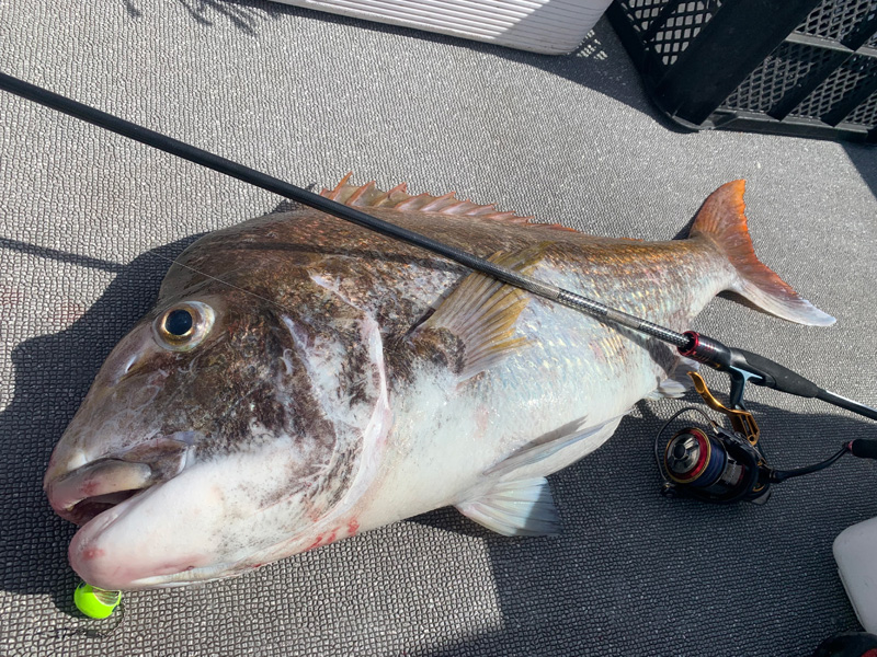 紅牙テンヤゲーム MX(ロッド)｜DAIWA