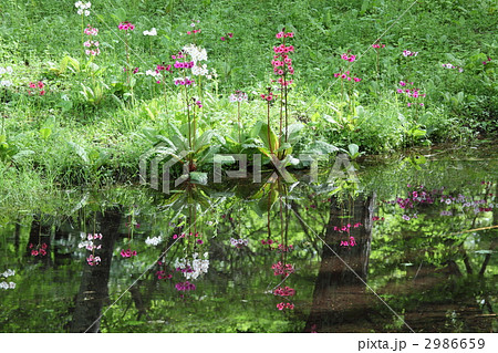 九輪草の写真素材 - PIXTA