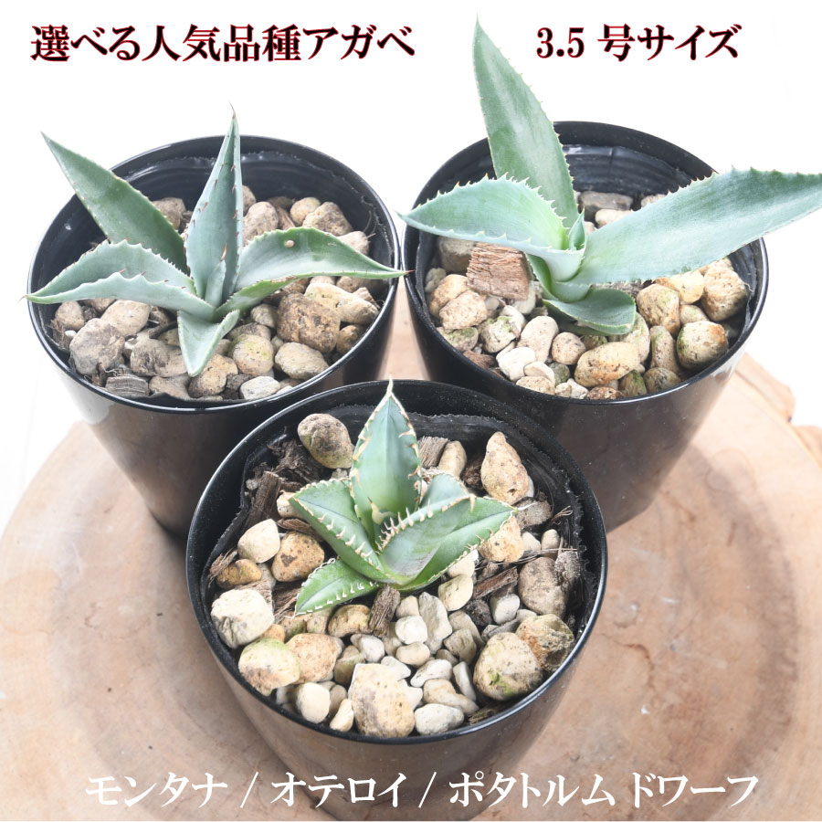 楽天市場】アガベ モンタナの通販