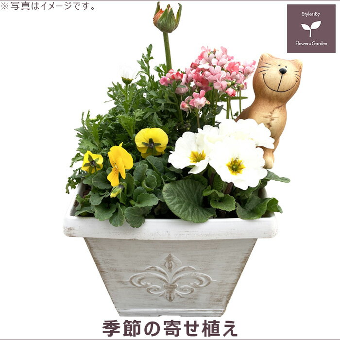 楽天市場】春の 寄せ 植えの通販