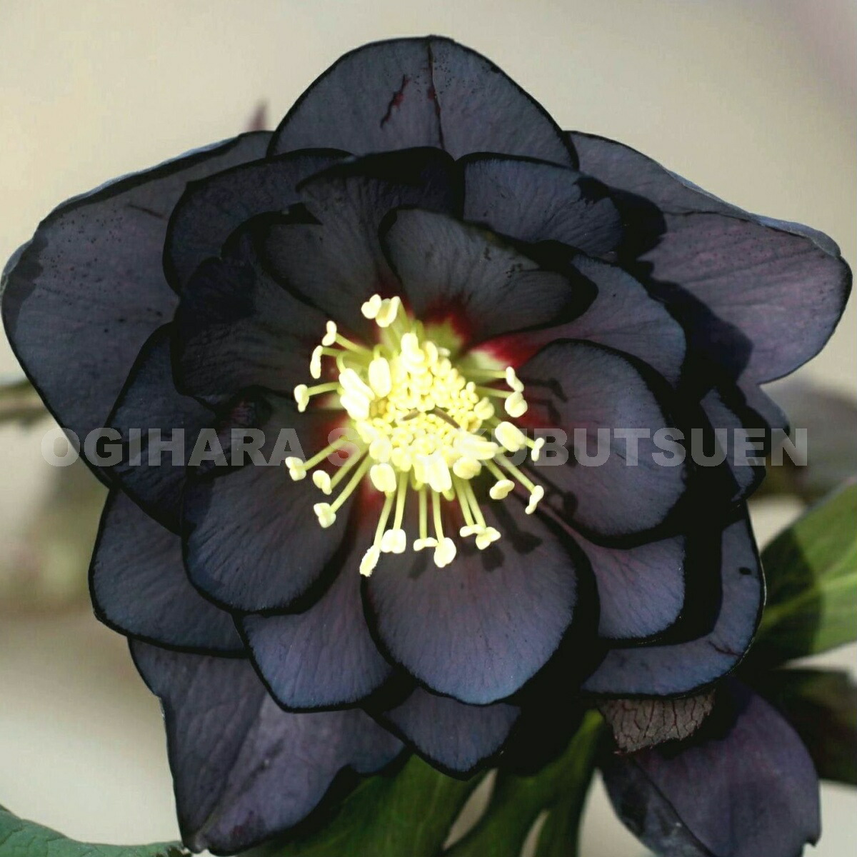 楽天市場】クリスマスローズ ブラック ダブル 大苗 : おぎはら植物園