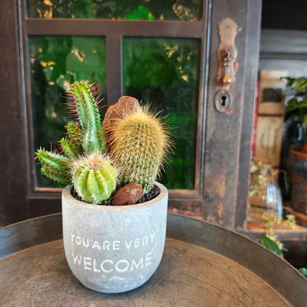 楽天市場】【 welcome鉢 サボテン寄せ植え 】サボテン 寄せ植え ギフト