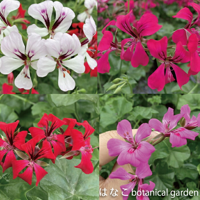 楽天市場】【ゼラニウム 苗】色が選べるアイビーゼラニウム リーチ