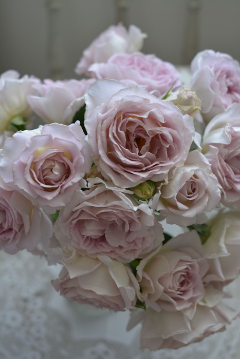 楽天市場】バラ苗【中苗】タフタ 国産苗 6号鉢植え品［農林水産省 品種