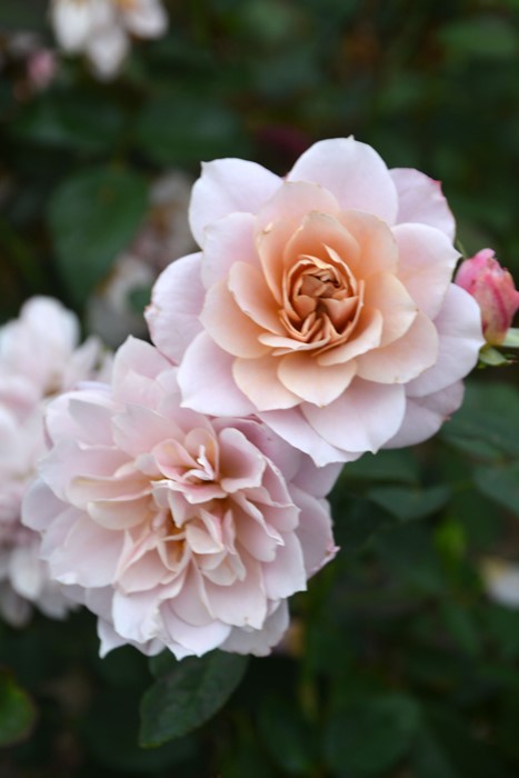 楽天市場】【冬季大苗】バラ苗 うののさらら 国産苗 6号鉢植え品［農林