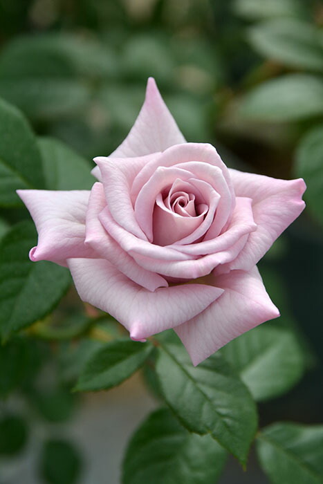 楽天市場】【冬季大苗】バラ苗 シュヴァリエ 国産苗 6号鉢植え品［農林