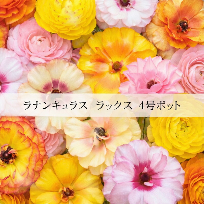 楽天市場】【24種】ラナンキュラス ラックス 4号ポット（花なし〜蕾