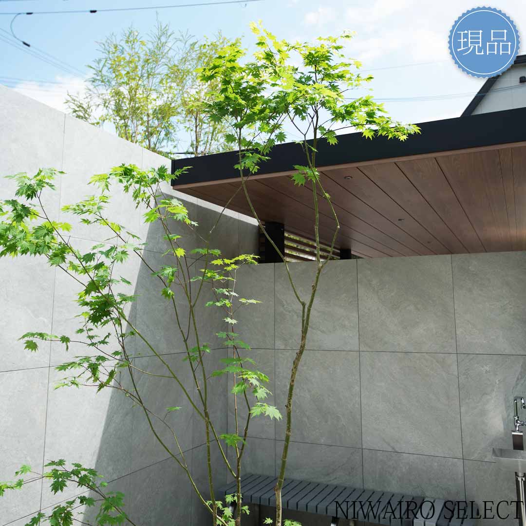 山採り ヒナウチワカエデ アオダモ 混合株 楽天市場】【現品】山採り