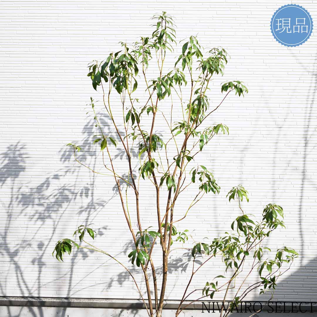 楽天市場】【現品】山採り【アセビ】白花 馬酔木 株立ち 自然風樹形