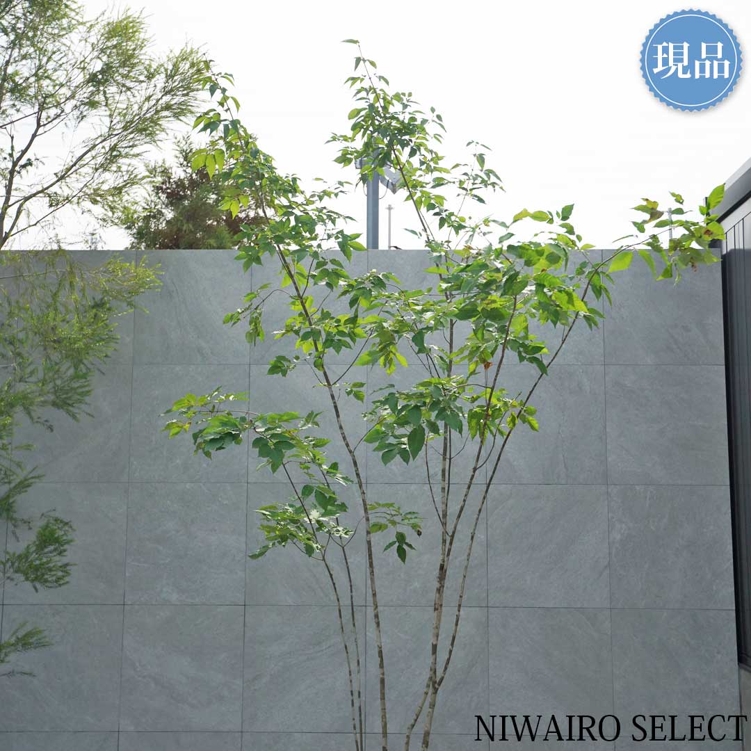 楽天市場】【現品】山採り【アオダモ】本株立ち 自然風樹形