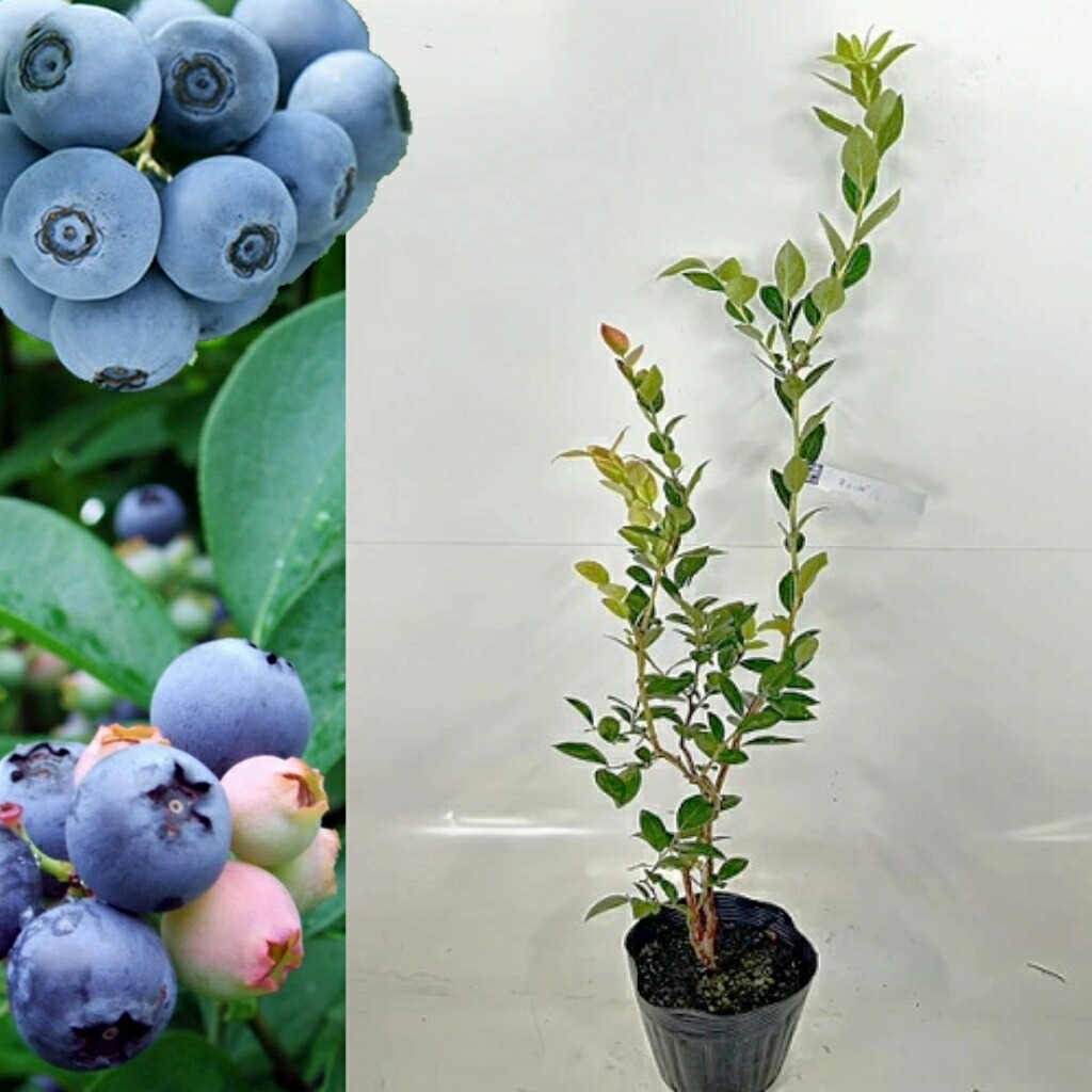 苗 ブルーベリー ティフブルー」の人気商品一覧 | 安い商品を通販