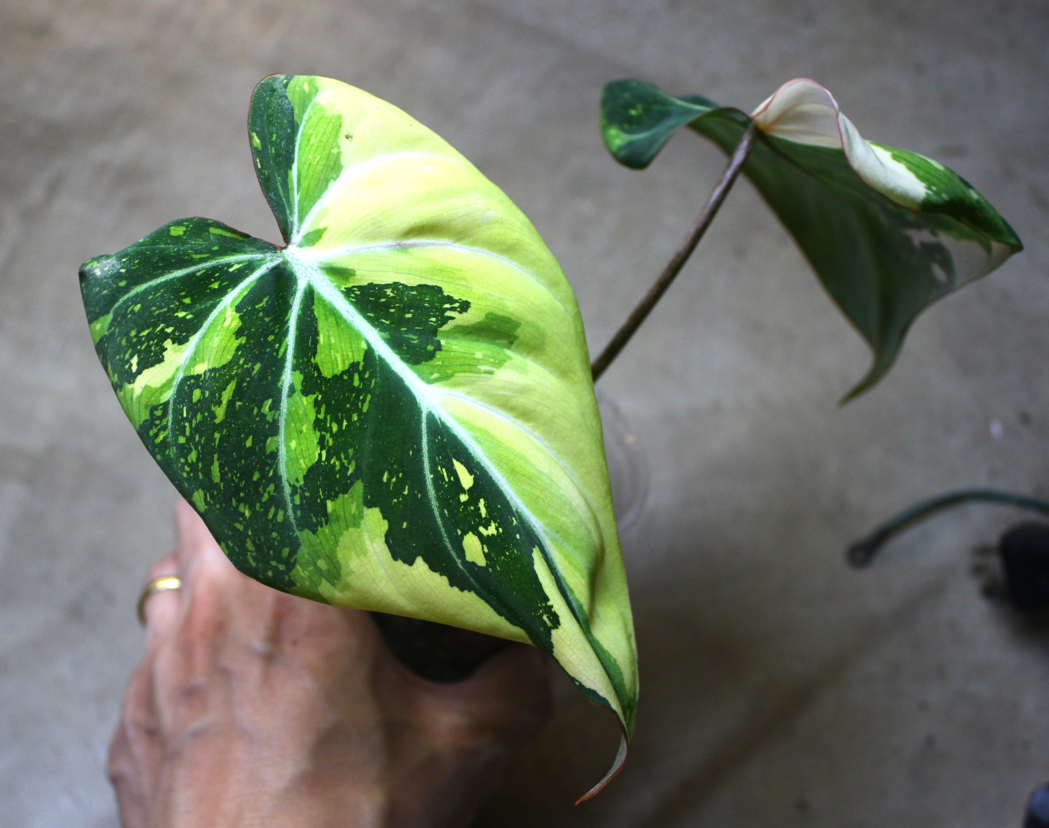 フィロデンドロン グロリオーサム 'トリコロール 斑入り' | AQUASHOP