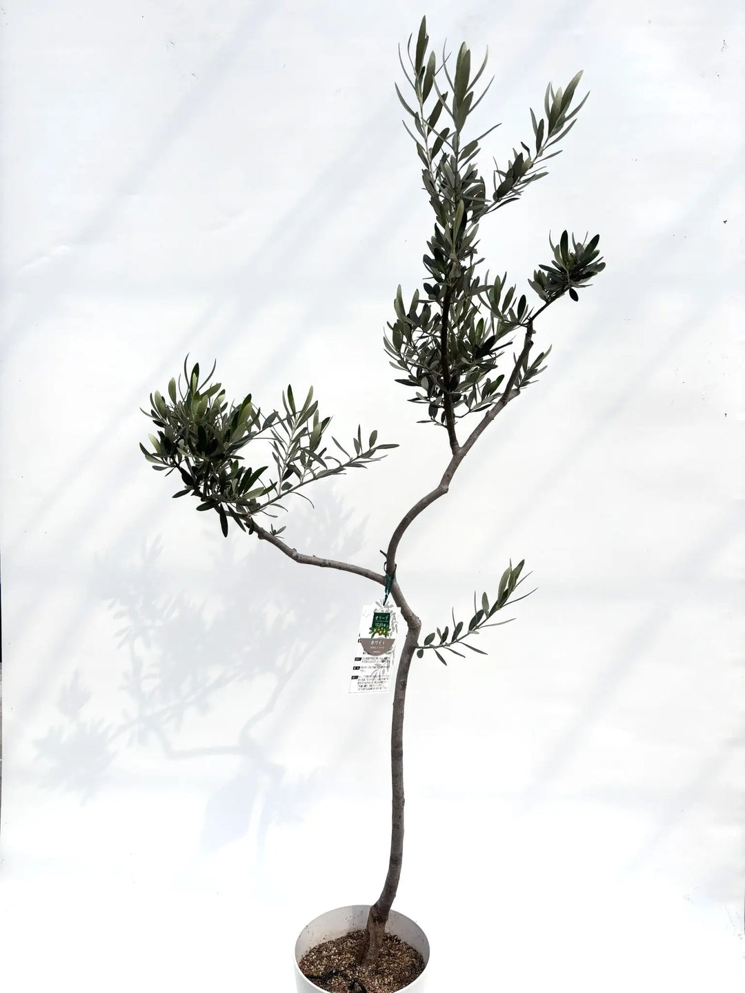 ホワイト Sサイズ 約150cm K-113 オリーブの木 希少品種 - 株式会社鶴亀園