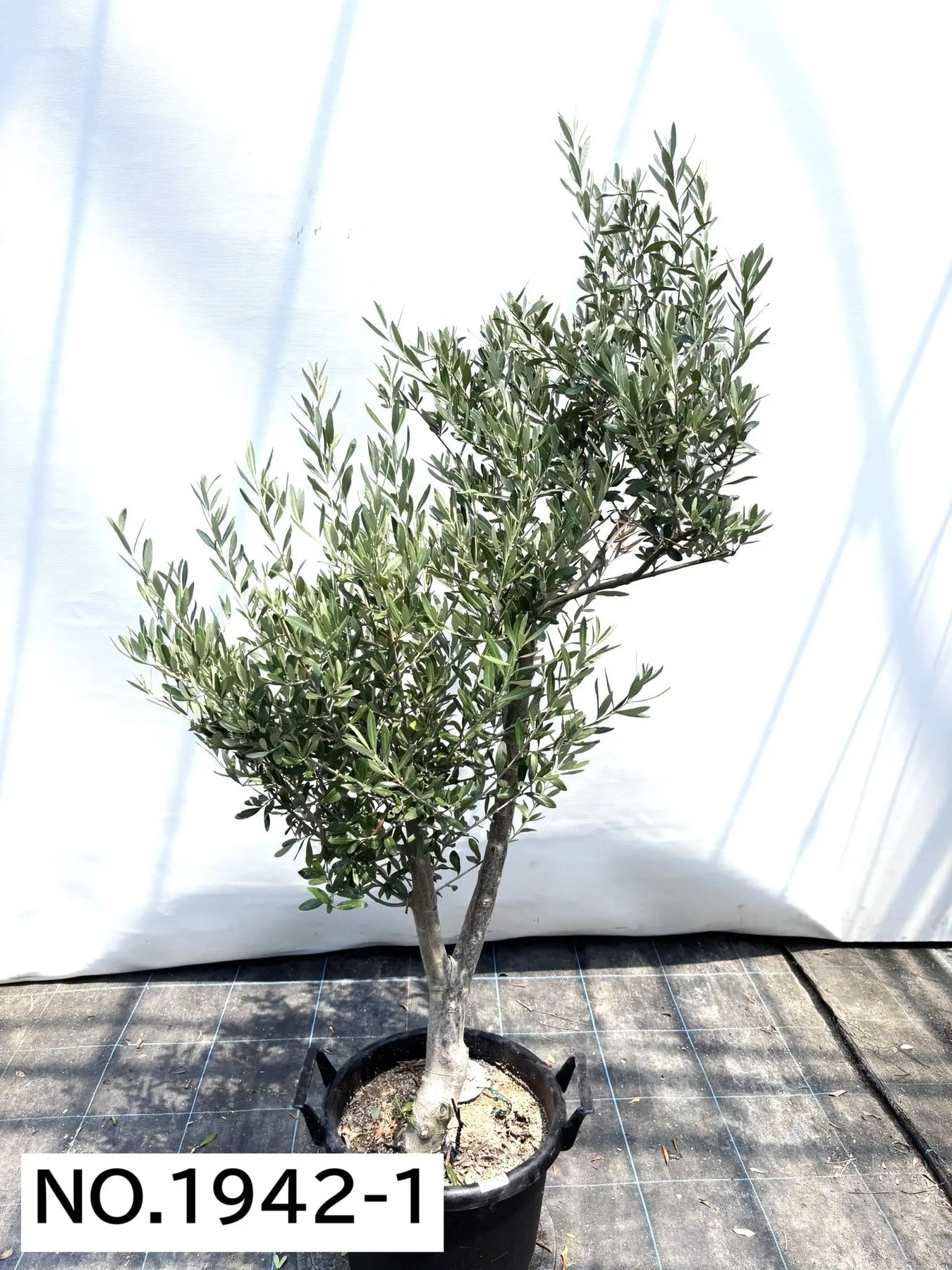 NEWシプレシーノ（オリーブの木）｜大型商品｜NO.1942｜約160cm｜人気