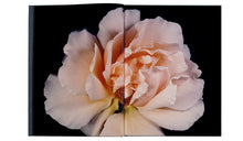 VISIONAIRE 40 ROSES DAVID SIMS