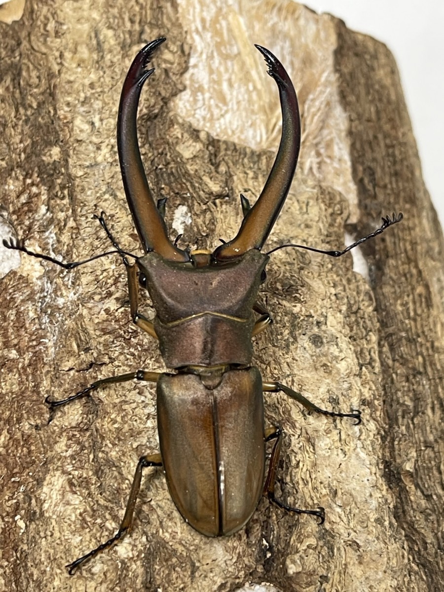 トルンカートゥスホソアカ WD 72ミリペア - クワガタ横丁