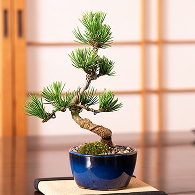 和三盆クッキーとミニ五葉松 丸小鉢の盆栽の販売｜盆栽妙 – 盆栽妙 本店