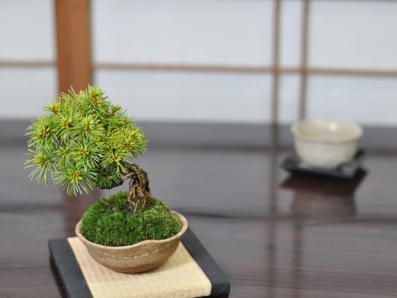 赤石五葉松 根上がりの盆栽を販売｜盆栽妙 – 盆栽妙 本店