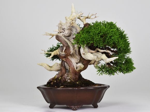 匠の盆栽】真柏 1点もの No.250【平松浩二】の盆栽を販売｜盆栽妙