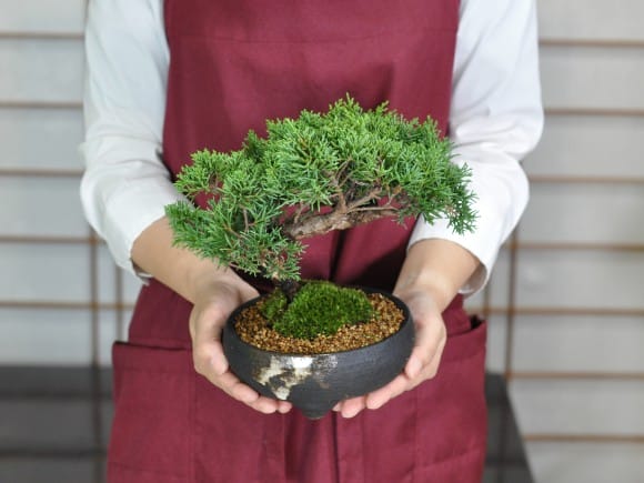 紀州真柏の盆栽を販売｜盆栽妙 – 盆栽妙 本店