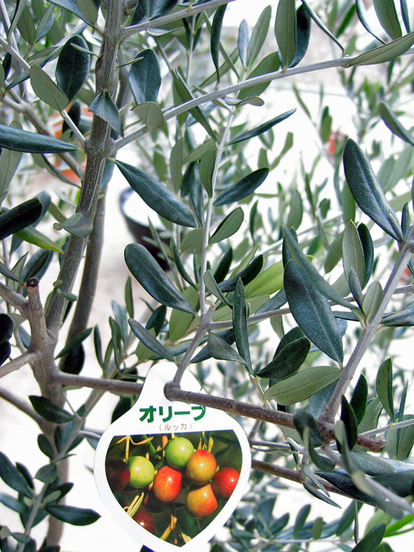 オリーブの木 品種の特徴・解説