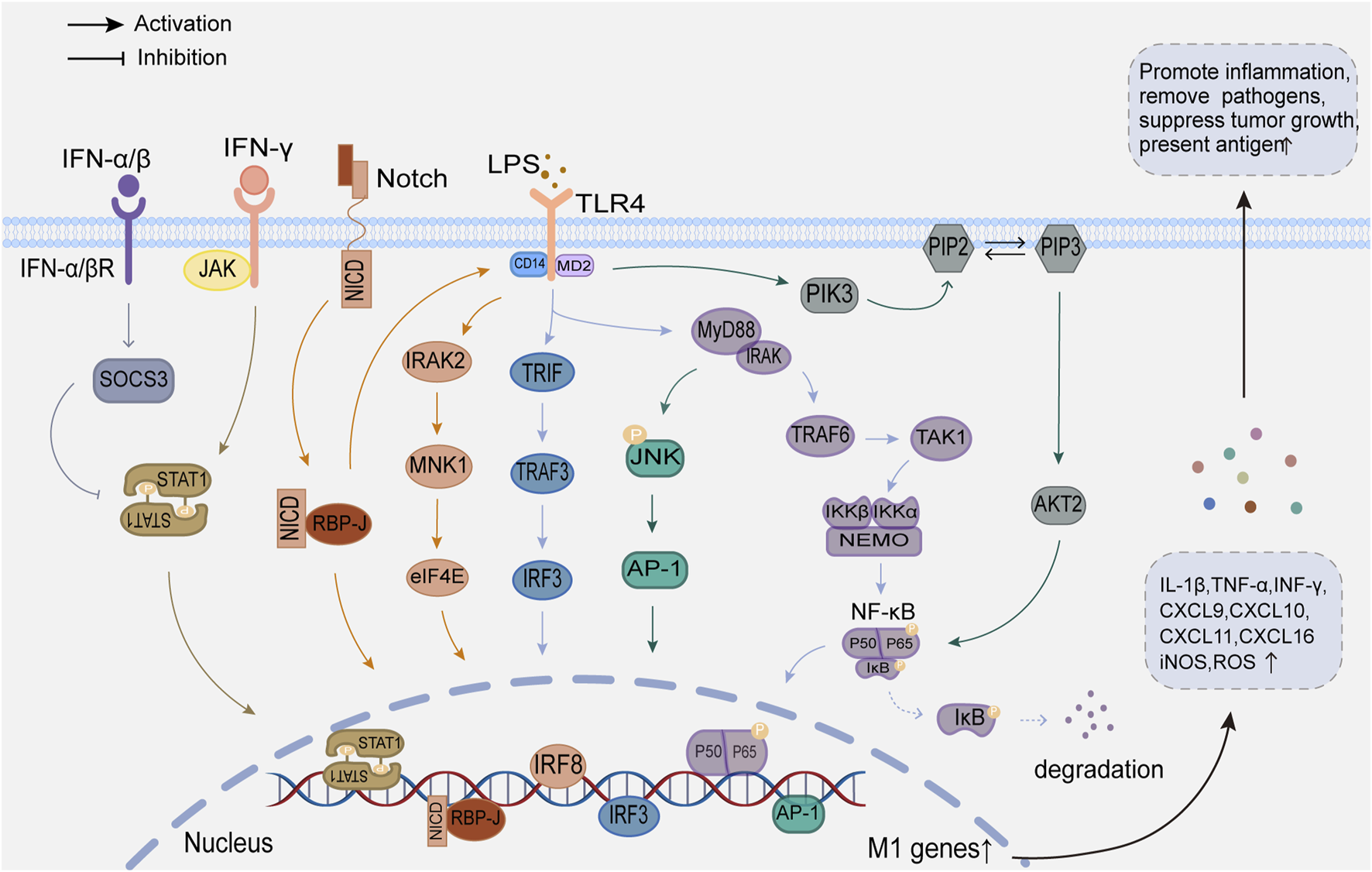 Frontiers | Role of macrophage polarization in heart failure and