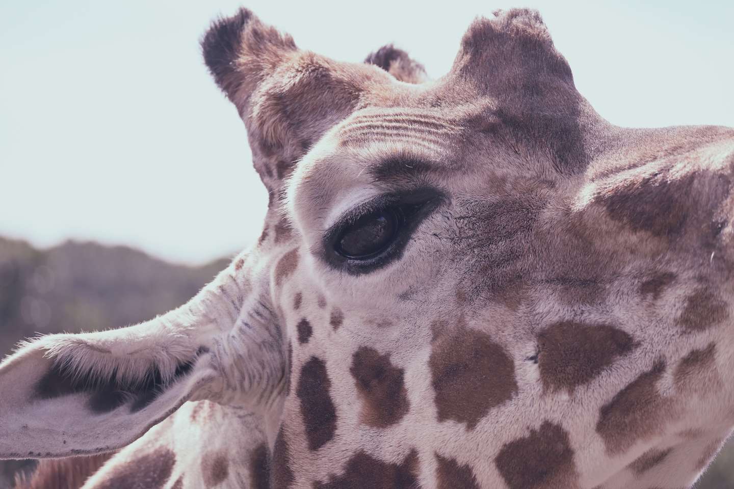 NIKKOR Z DX 50-250mm f/4.5-6.3 VRレビュー | 旅行に最適の望遠ズーム