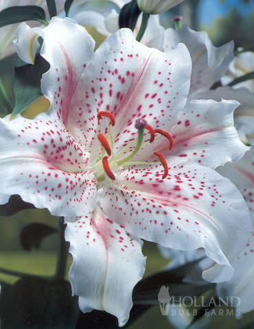 Muscadet Oriental Lilies Jumbo Pack | Holland Bulb Farms | 77218