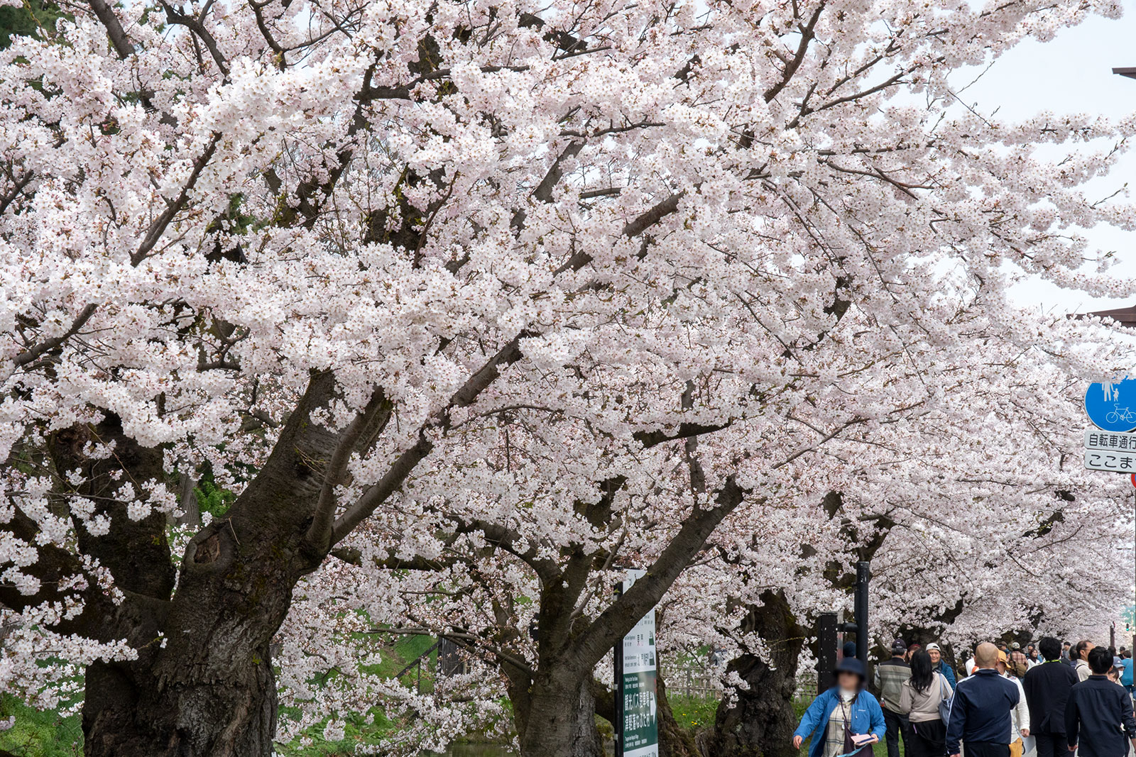 弘前公園 桜定点観測 2025】4月21日 – 外濠のソメイヨシノの桜の様子