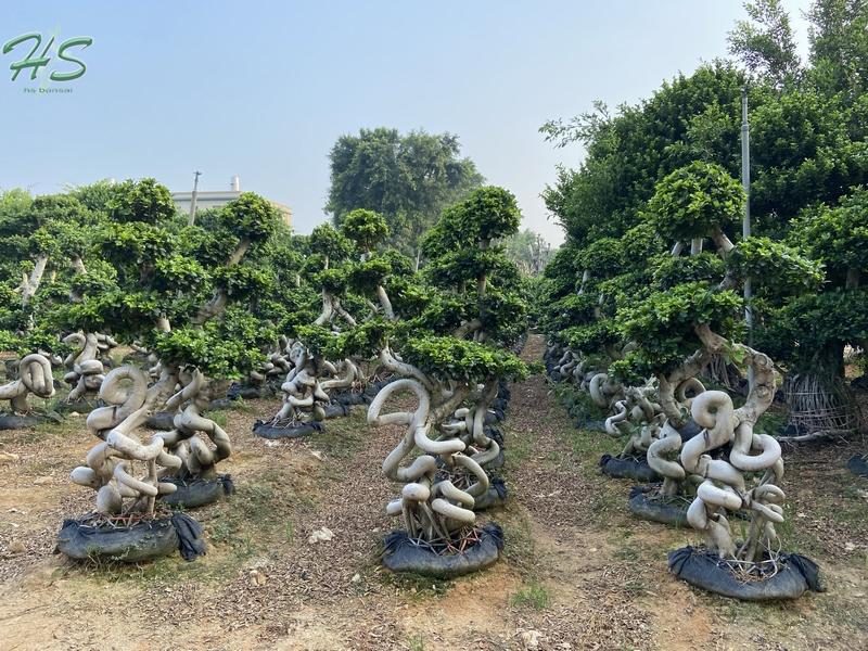 Ficus S Shape bonsai big size supplier,manufacturer