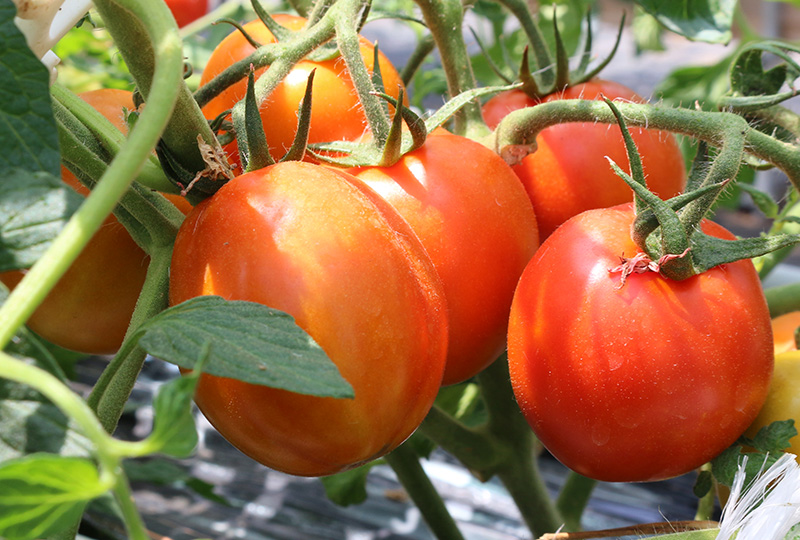 トマト - 特産品 - JAふじ伊豆