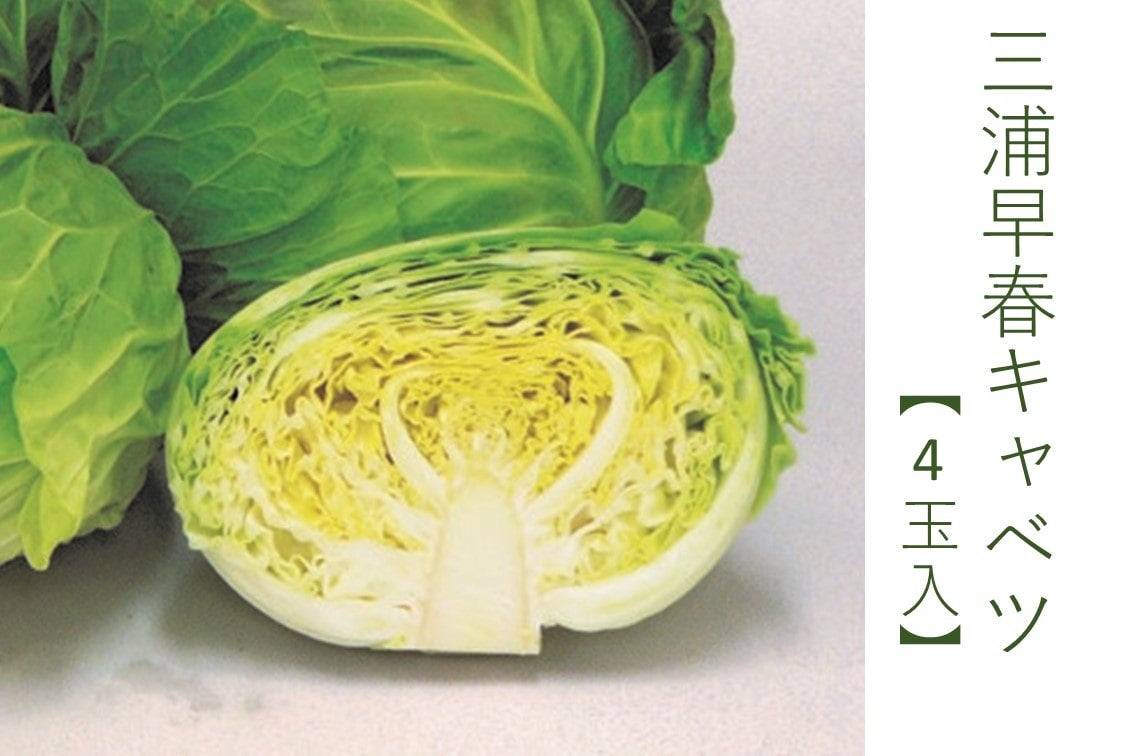 三浦早春キャベツ 【4玉入】: JA全農かながわ|【JAタウン】産地