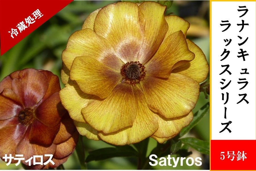 ラナンキュラス ラックスシリーズ【サティロス】5号鉢（冷蔵処理