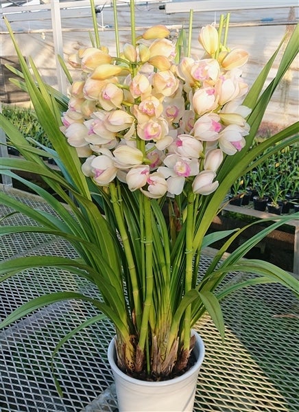 洋蘭　オーダー　シンビジューム　7寸陶器鉢 シンビジューム アーチ 7号陶器鉢 3本立 リボンの騎士 リボンノキシ