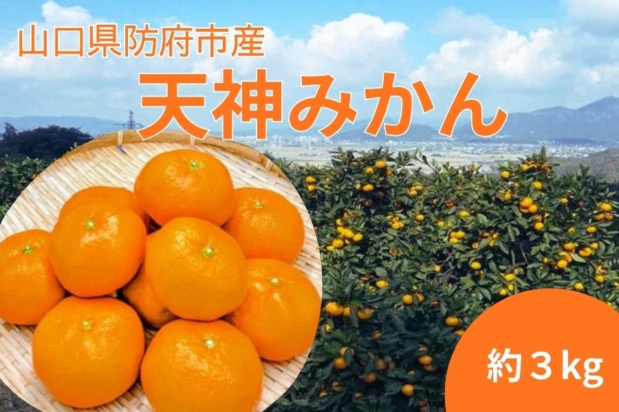 防府市産 天神みかん 約3kg: 正直やまぐち|【JAタウン】産地直送