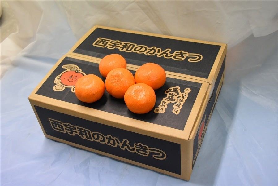 西宇和みかん 約5kg（贈答用・S～Lサイズ） JAにしうわ ＊随時