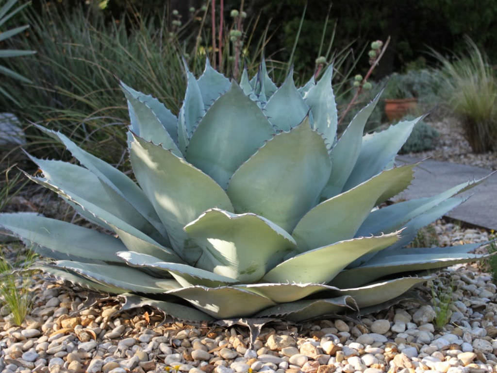 アガベ・オバティフォリア｜Agave ovatifolia | DESERT INC.