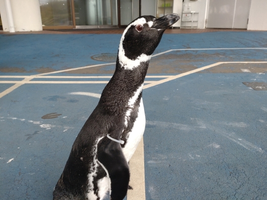 新入りペンギン ご紹介 | のとじま水族館