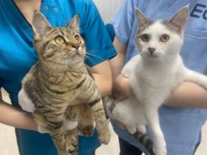 動物看護師専攻】動物外科看護学〜ねこにゃんと一緒に採血の実習