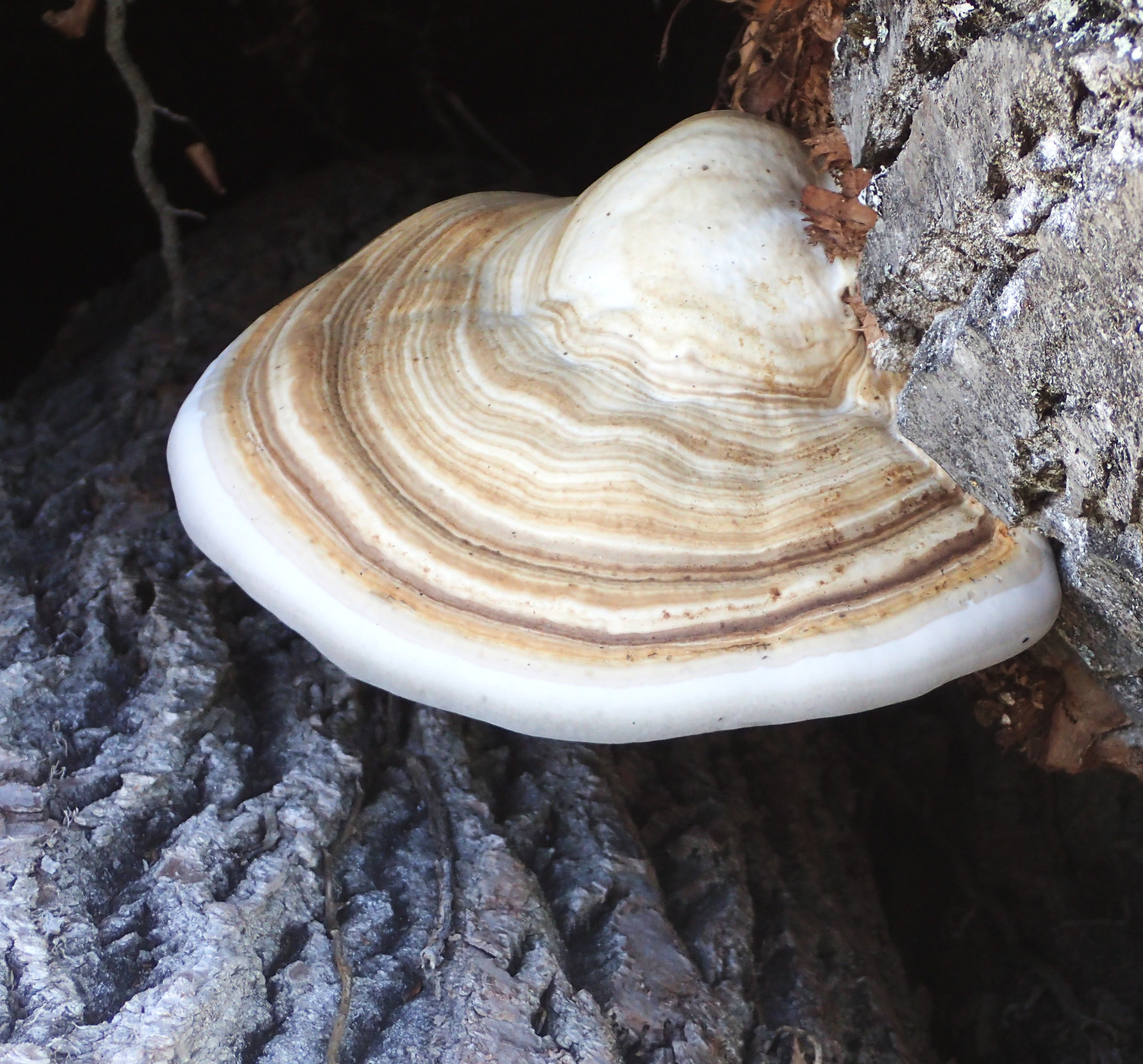 445．《コフキサルノコシカケ（粉吹猿の腰掛）キノコ類